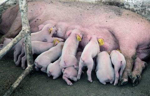 Олег СПИВАК