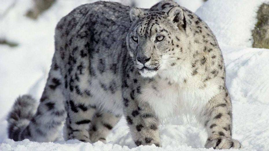 Скриншот с Youtube-канала Fox channel