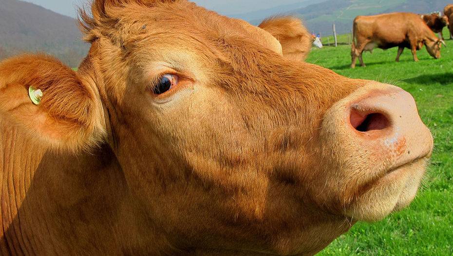 Фото с сайта selgazeta.ru