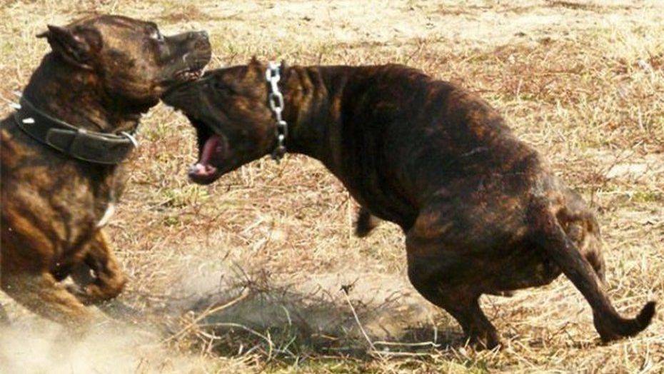 Бойцовских собак стравливали в присутствии детей в Актау