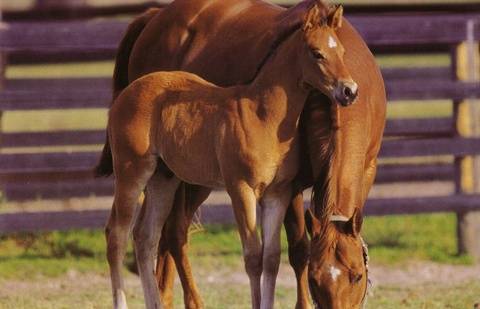 Фото с сайта sinbad.dn.ua