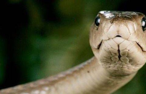 Фото с сайта taringa.net