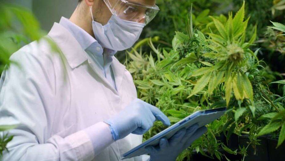 Фото с сайта hightimes.com