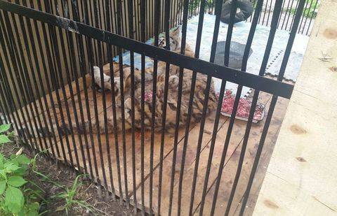 Фото предоставлено Гани Шокотаевым