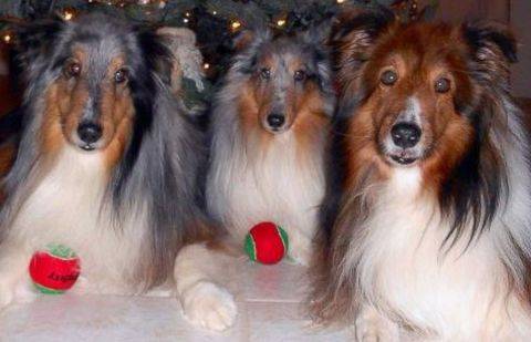 Фото с сайта abcnews.go.com