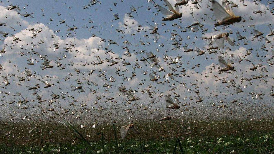 Фото с сайта animalreader.ru