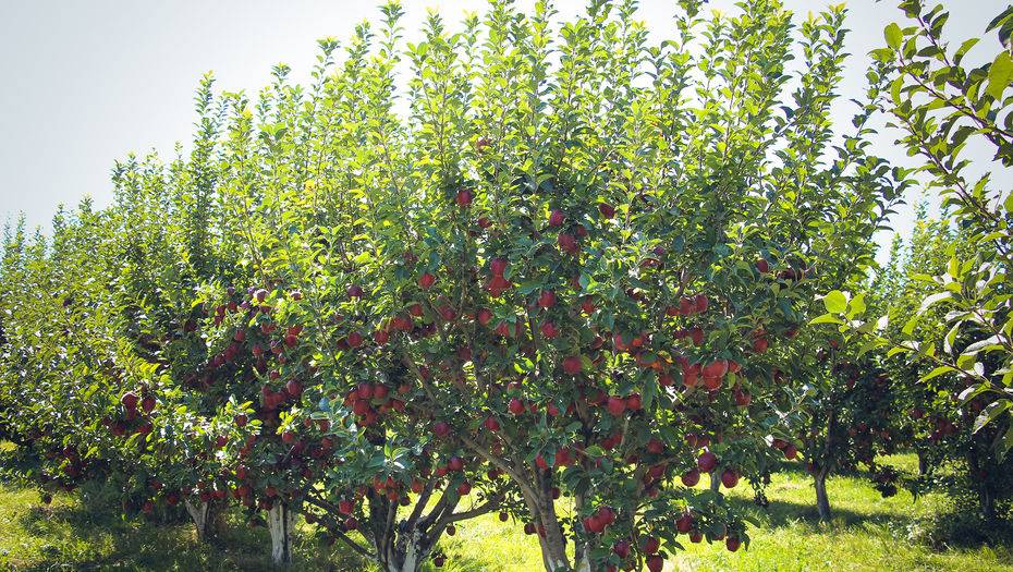 Фото Informburo.kz