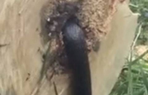 Кадр видео Sean Naber / YouTube