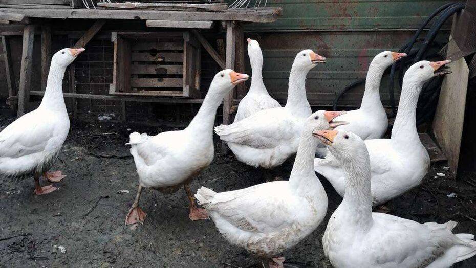 Муж сельского акима в Павлодарской области спрятал 20 гусей, подлежащих уничтожению из-за птичьего гриппа