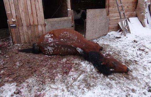 Затаивший обиду на соседа житель Павлодарской области порезал его лошадей