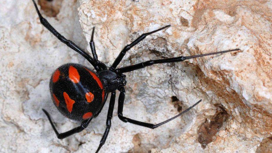 Фото с сайта 5kogotkov.com