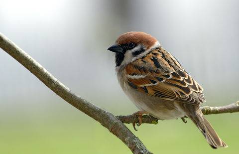 Фото с сайта ourgreenworld.ru