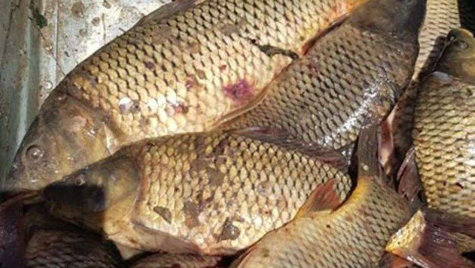 Рыбу из водоёмов Мактааральского района признали непригодной для употребления в пищу