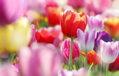 Фото с сайта domashniy.ru