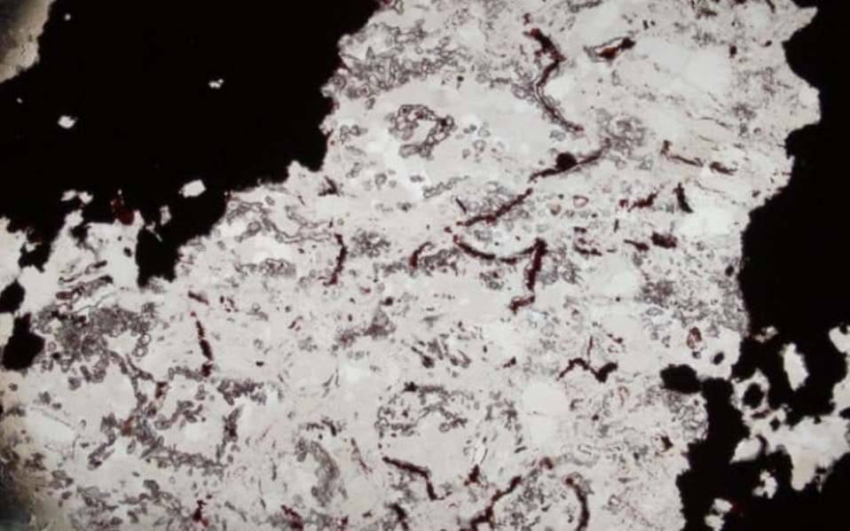 Микроскопический снимок одной из самых древних форм жизни на Земле