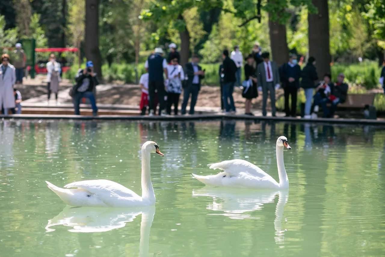 Лебеди плавают в пруду Ботсада