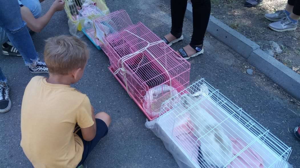 Выставка кошек и собак в Талдыкоргане