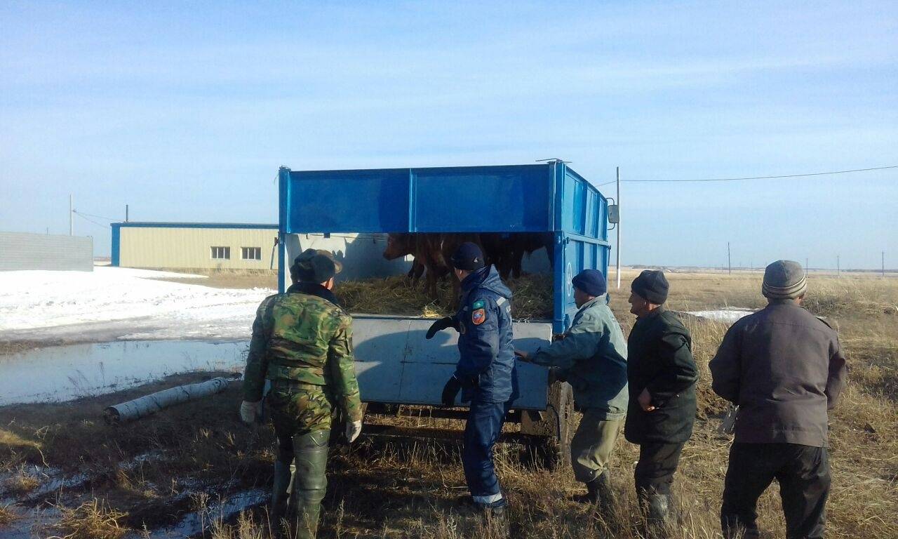 Спасатели эвакуируют скот из сёл СКО