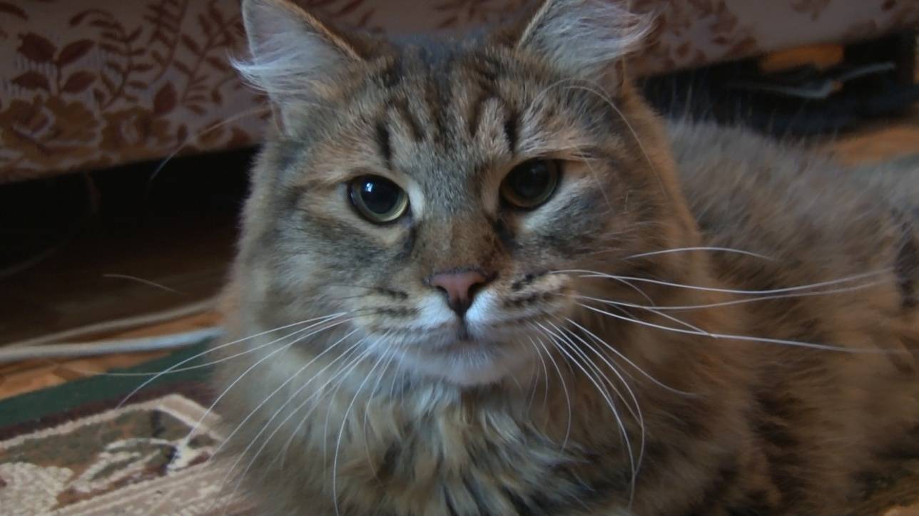 Кот Ричи, который приносит Горичевой удачу