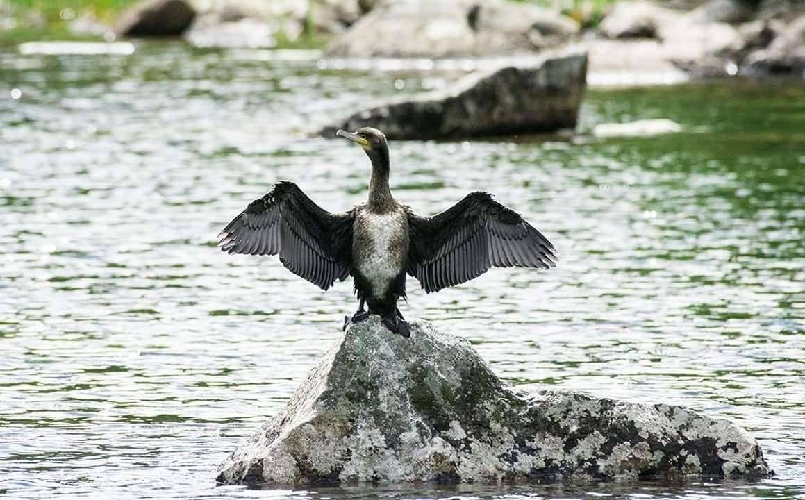 Баклан на Бухтарминском водохранилище в ВКО