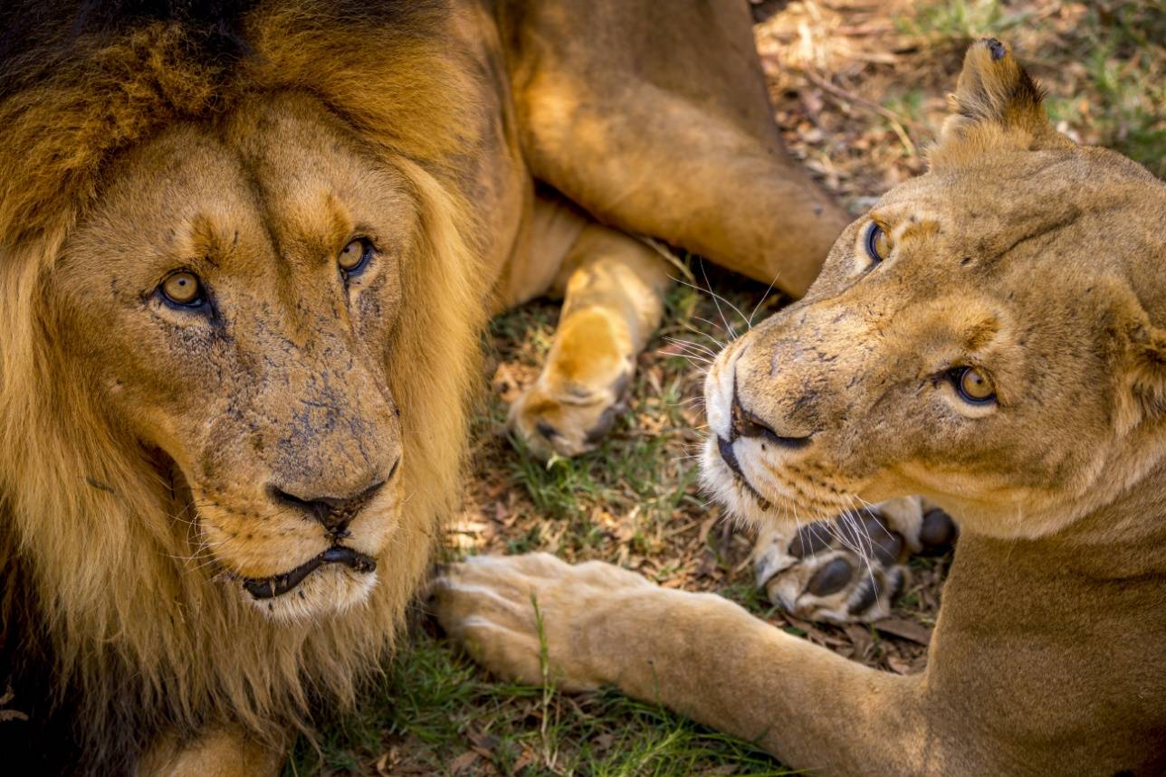 Лев и львица в Lion Park