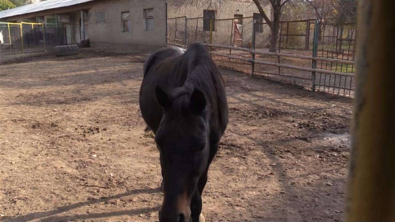 Всего в зоопарк были переданы пять лошадей Тухтара Тулешева