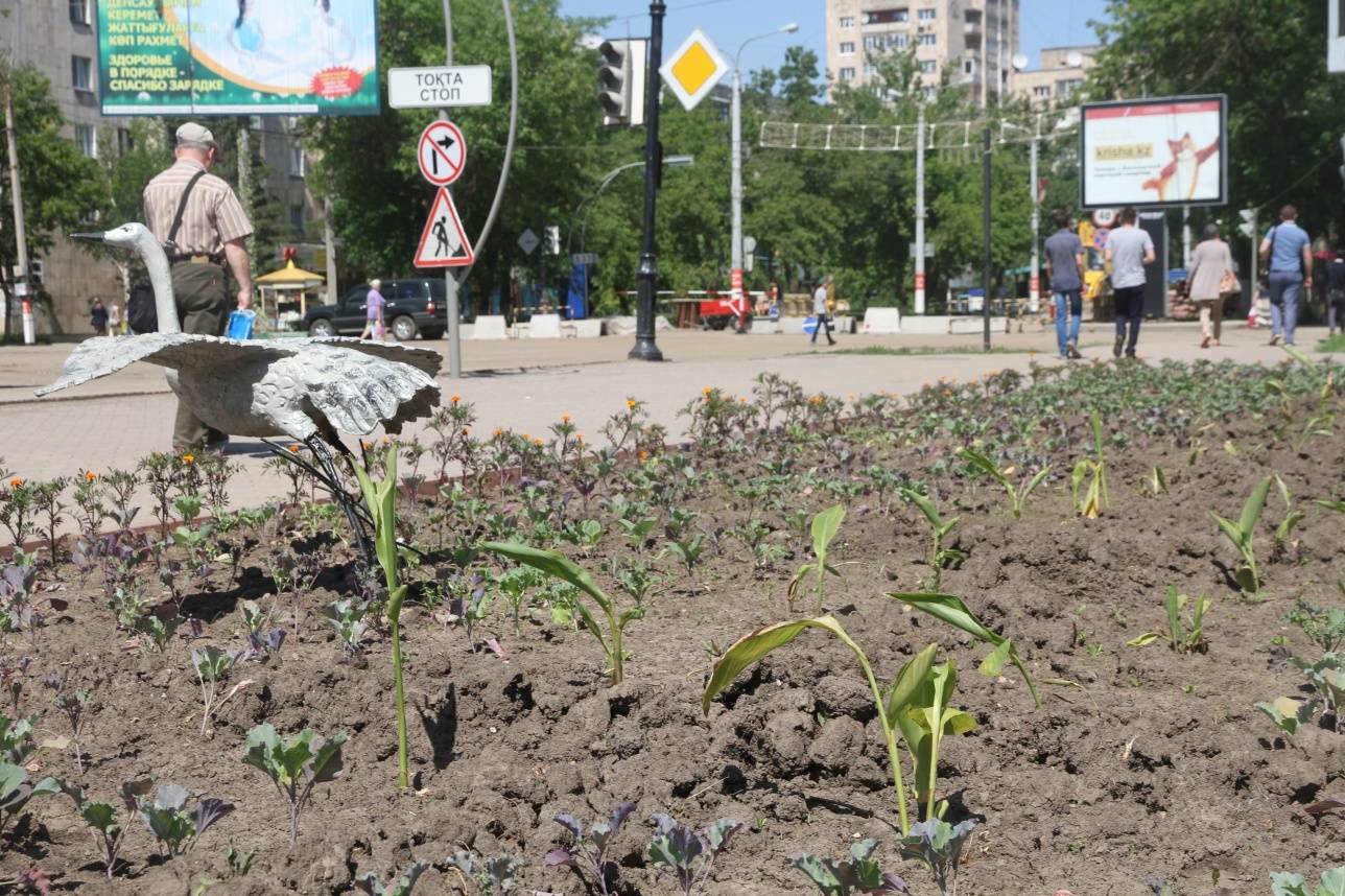 Засохшие цветочные клумбы в Уральске