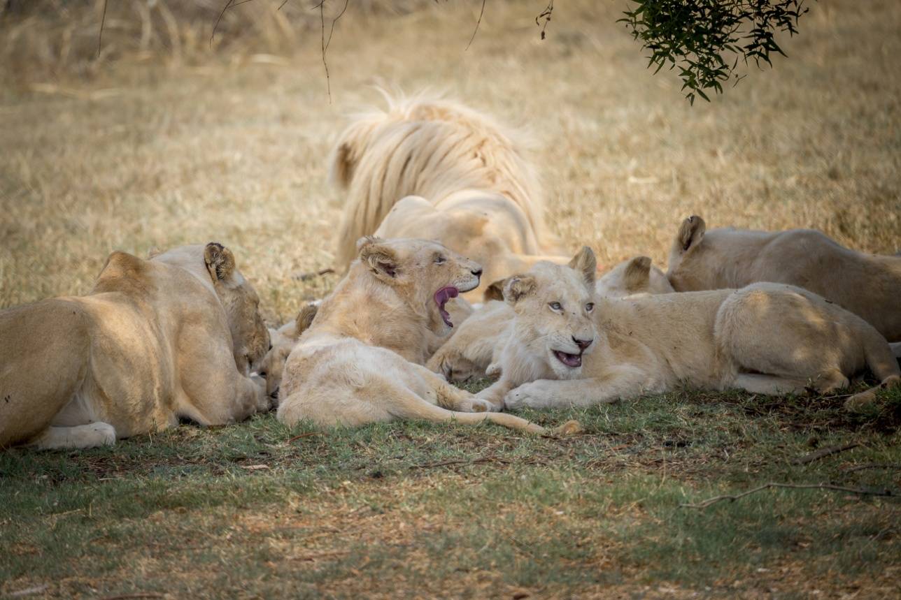 Белые львы в Lion Park