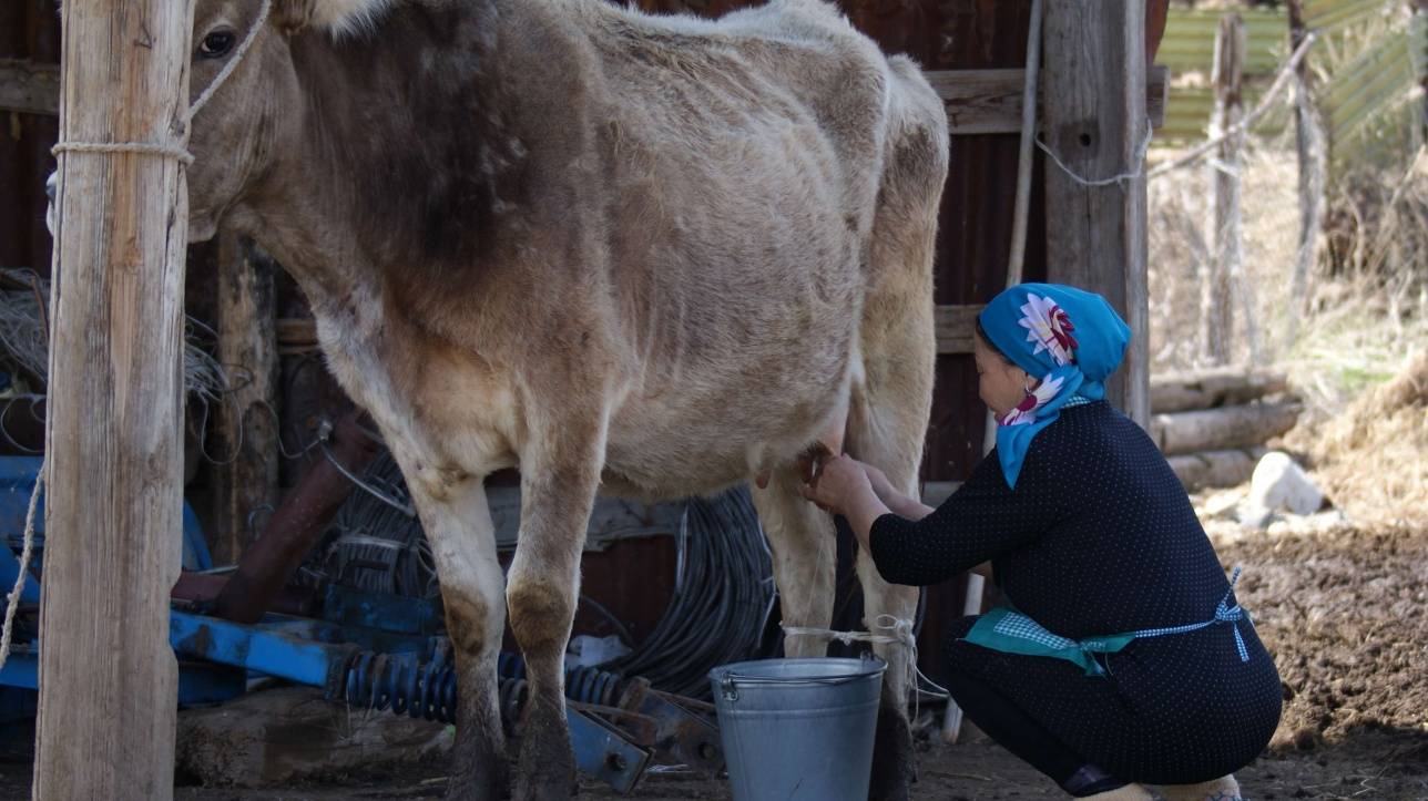 Туристы могут подоить корову