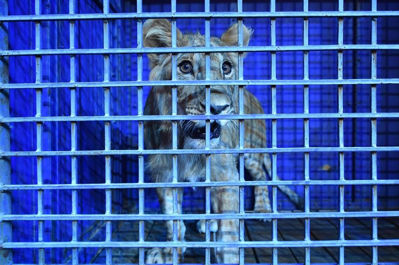 10-месячного львёнка подарил житель Шымкента местному цирку