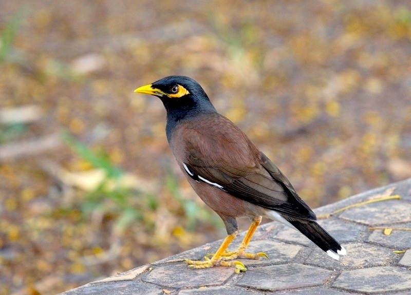 Майна (афганский скворец)