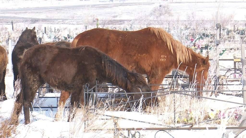 Лошади принадлежат владельцу фермы, расположенной недалеко от кладбища