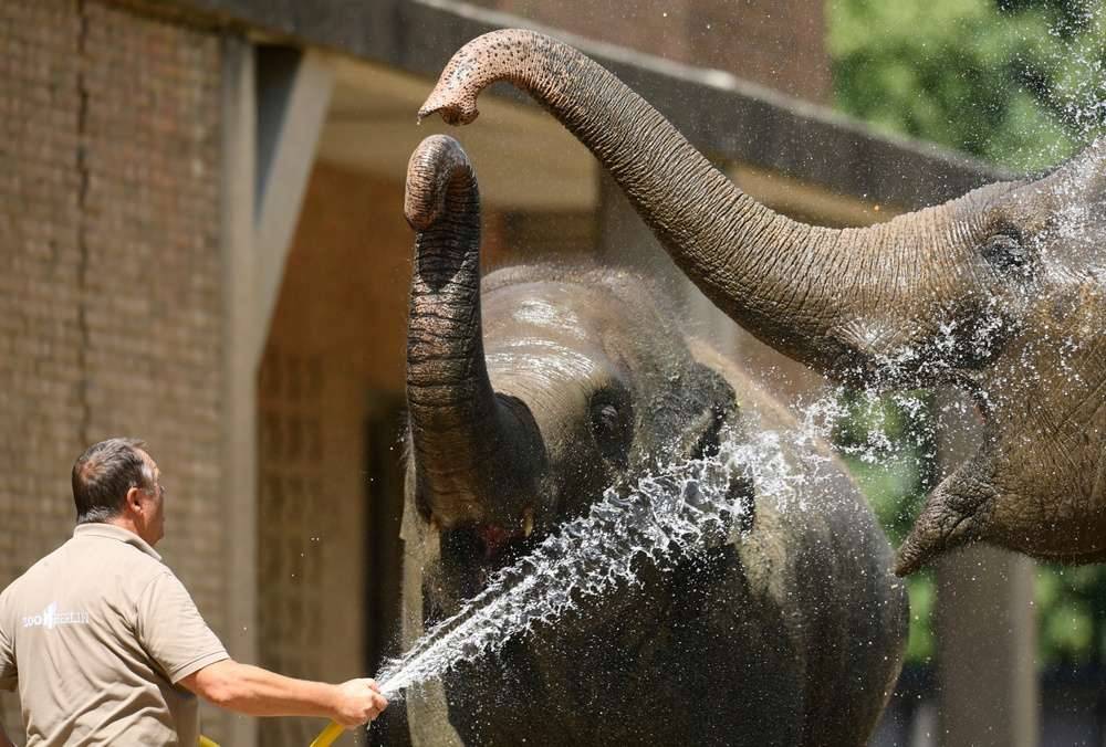 В зоопарке Берлина животных спасают от жары с помощью холодного душа