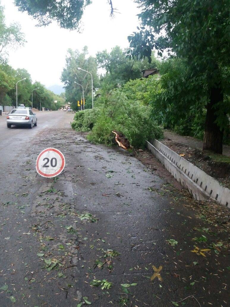 Упавшее дерево