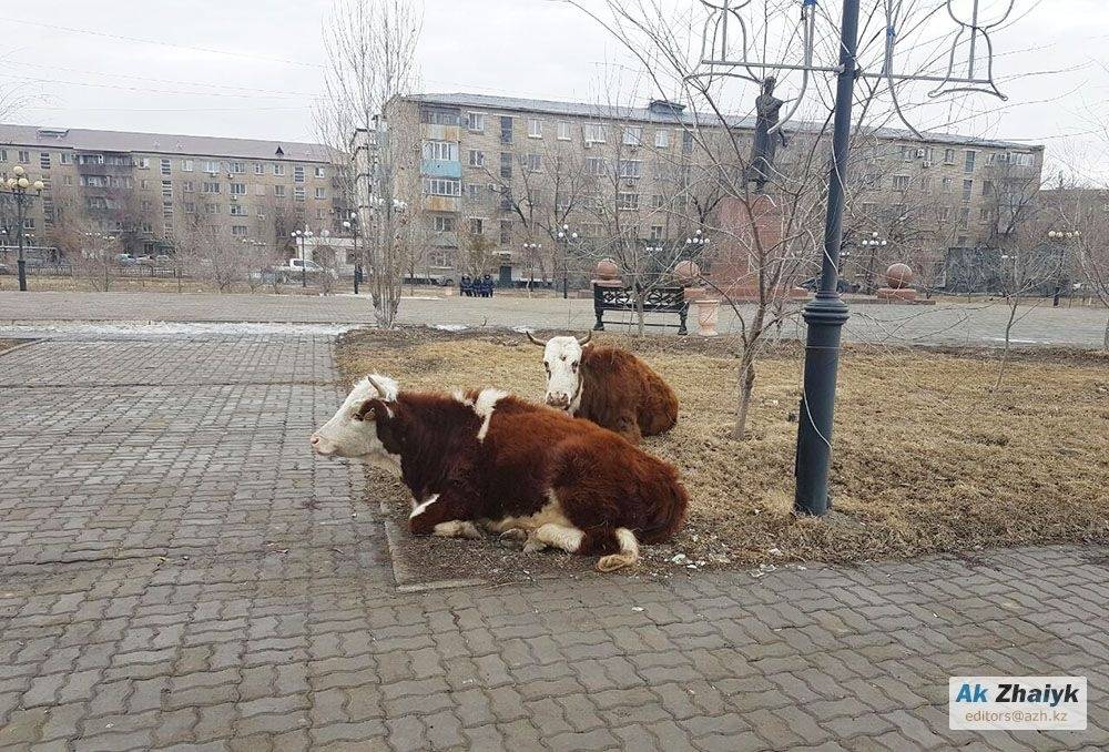 Коровы в центре Атырау