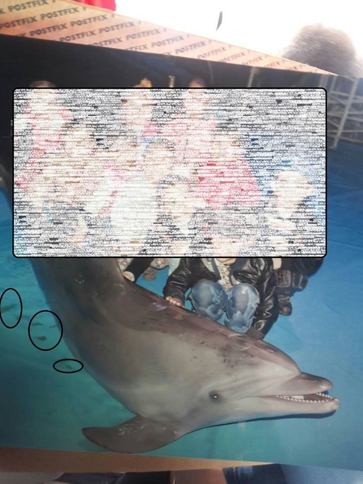 Алматинцы обнаружили кровь на брюшной полости у дельфина