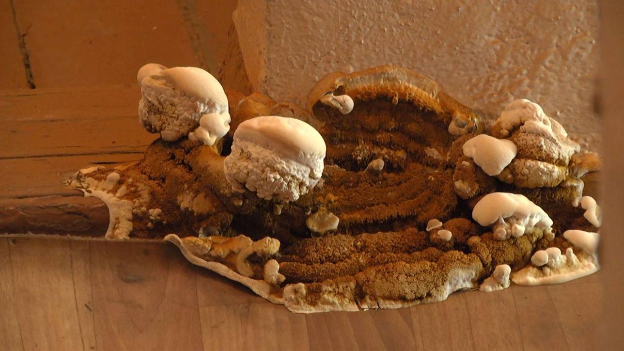 Грибок всё больше распространяется