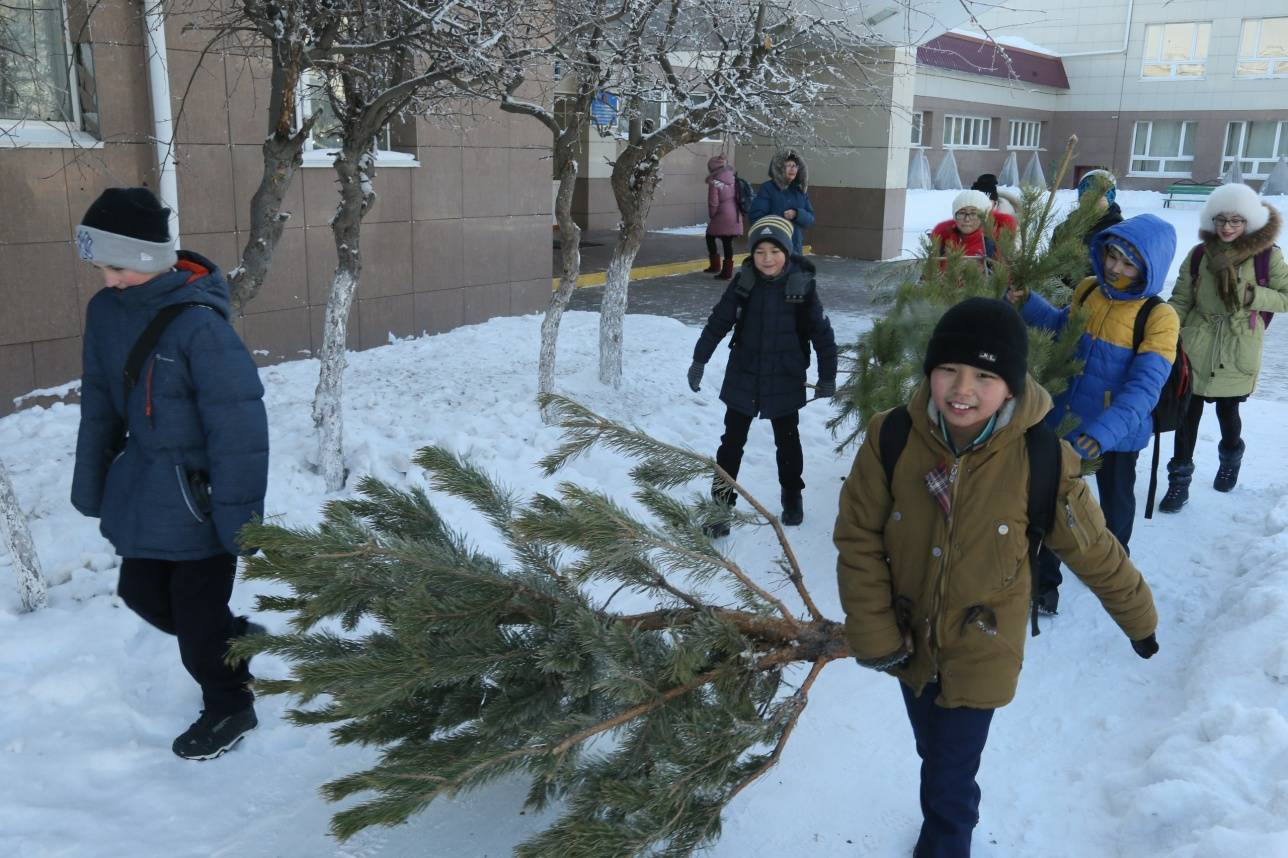 Школьники активно помогают чиновникам избавлять город от ненужных елей