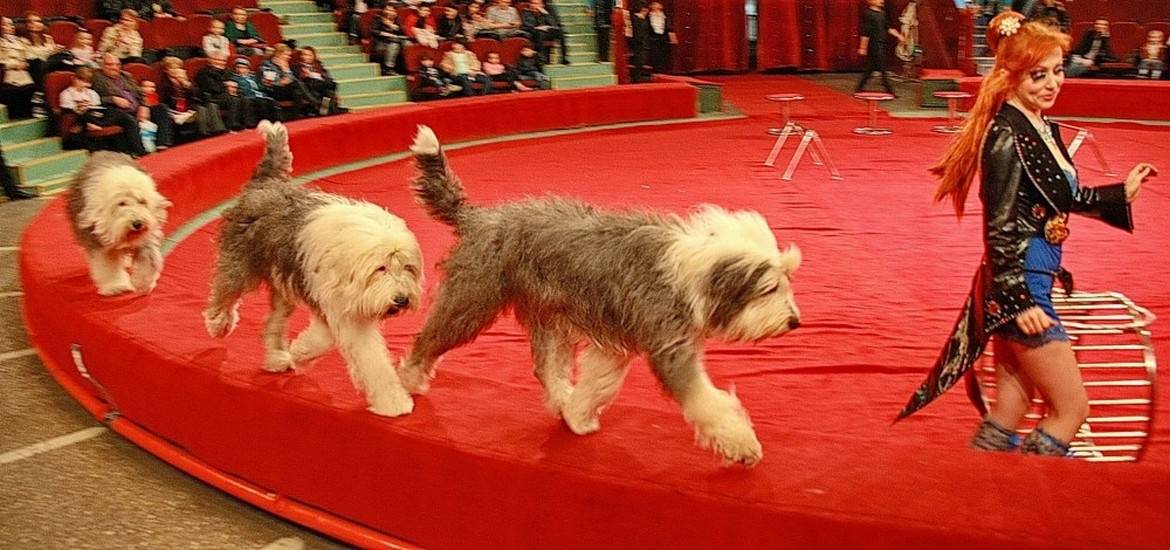 Номер с собачками участвовал в гастролях цирка Юрия Никулина