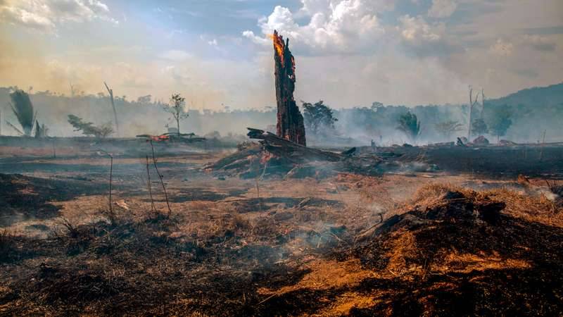 Участок сгоревшего леса в Амазонии / JOAO LAET, GETTY IMAGES