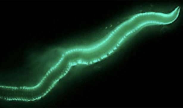 Бермудские огненные черви для свечения используют особый фермент, который не встречается ни у одного живого организма