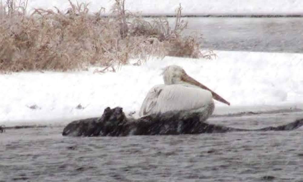 Пеликаны на Шульбинском водохранилище
