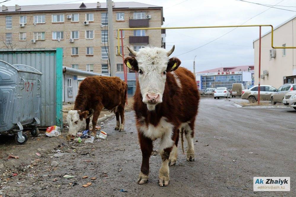 Коровы пасутся на мусорках и аллеях