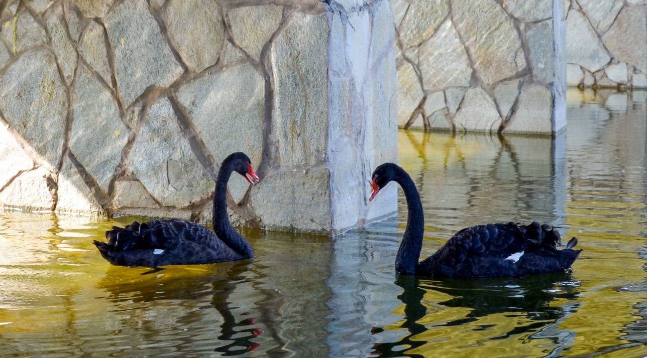 Чёрные лебеди - достопримечательность парка