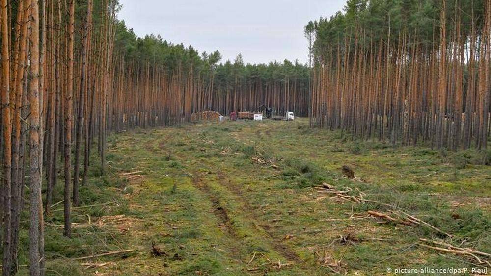 Первый завод Tasla построят под Берлином к середине 2021 года. Суд отклонил жалобу экоактивистов против вырубки леса