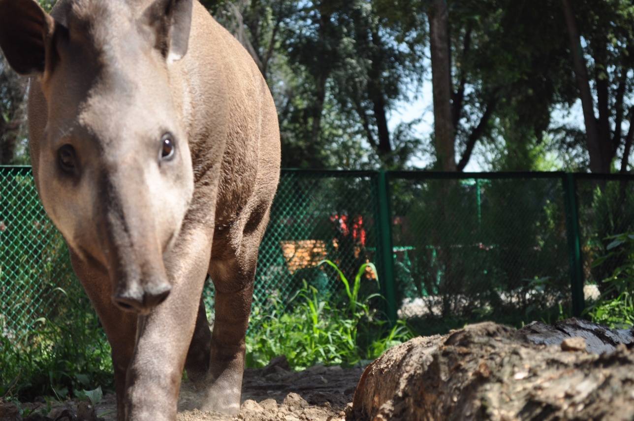 Тапир по кличке Мартин
