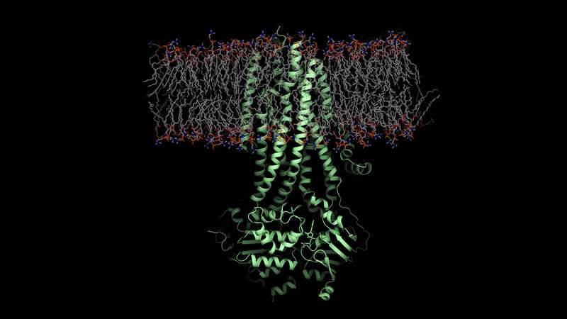 Модель дефектного белка при муковисцидозе (зелёный) / FANGYU LIU/JAMES LEE/ROCKEFELLER UNIVERSITY