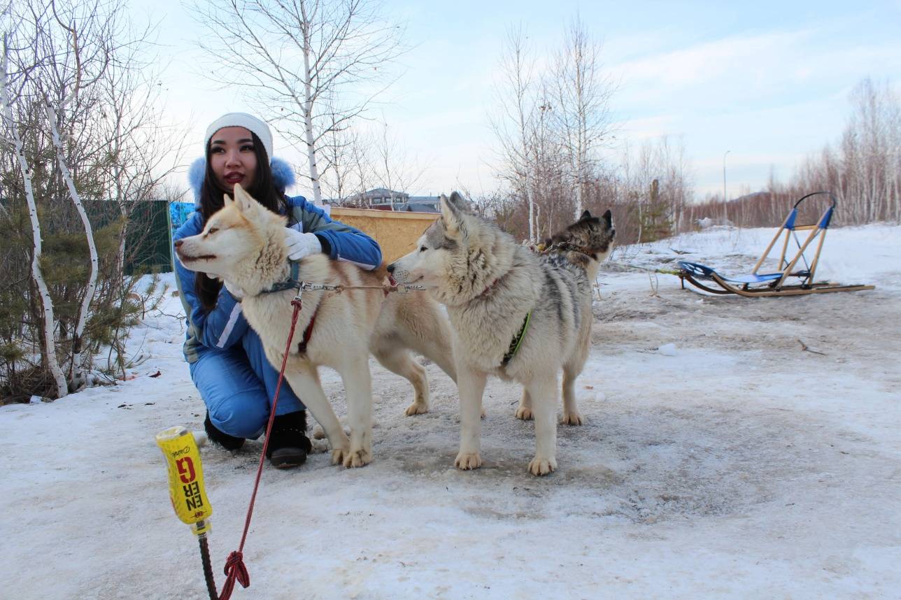 Хаски могут покатать гостей на санях 