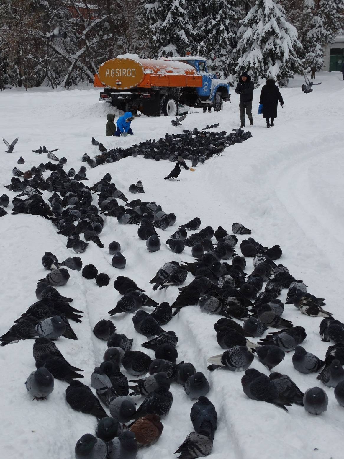 А вот воронам стихия нипочём