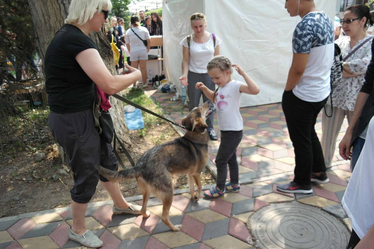 Сынақтан өткен жағдайда иесіне қала ішінде итті серуенге шығаруға рұқсат етілген құжат тапсырылады 